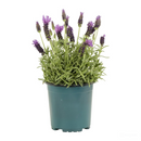 Spanish Lavender in 2 gallon pot, herbs plant for sale, easy to care indoor plants, flowering plants, buy herb plants online