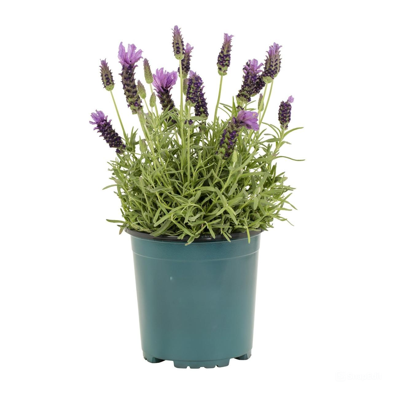 Spanish Lavender in 6 inch grower pot, Spanish Lavender for sale, buy Spanish Lavender online, Spanish Lavender live plant in ca