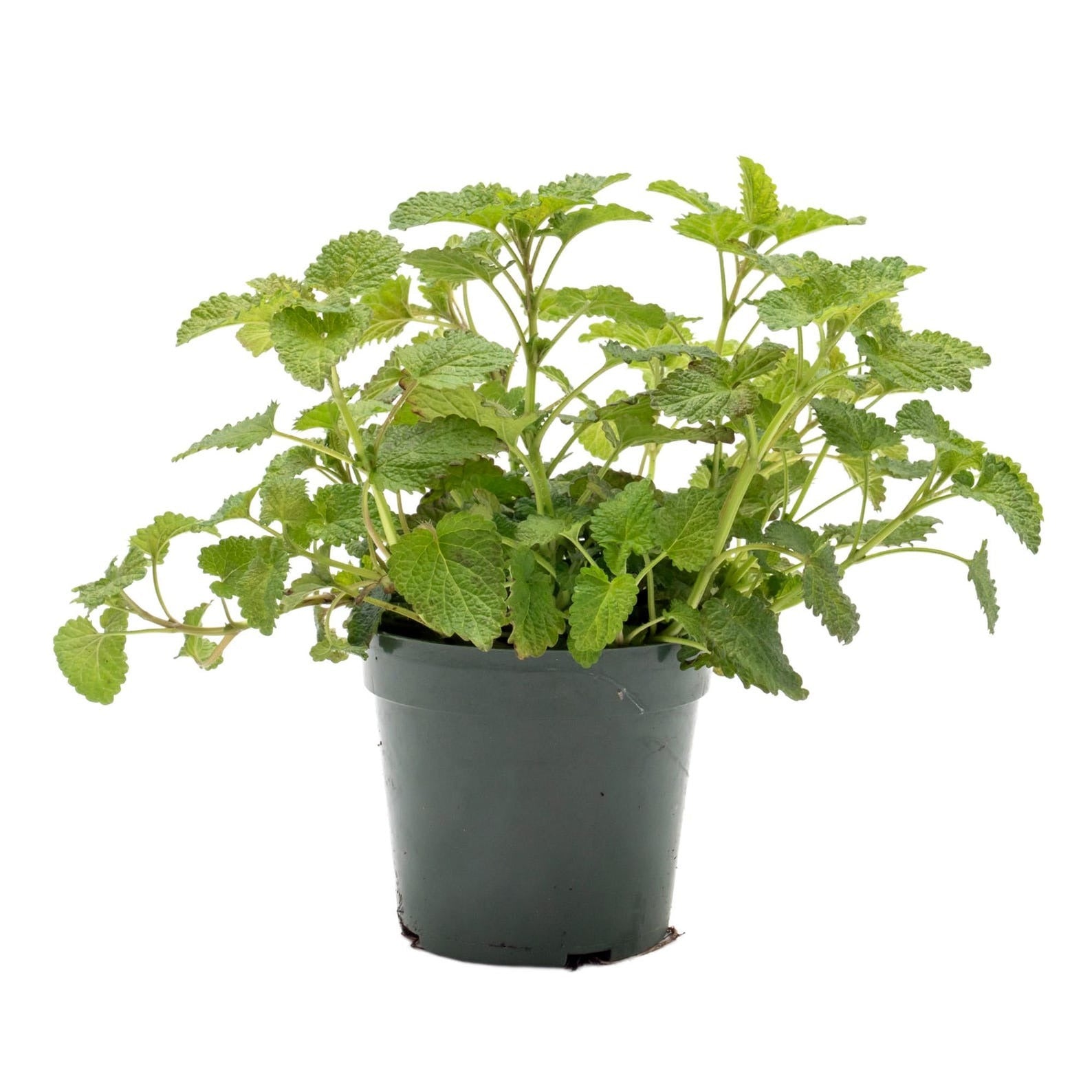 Lemon Balm