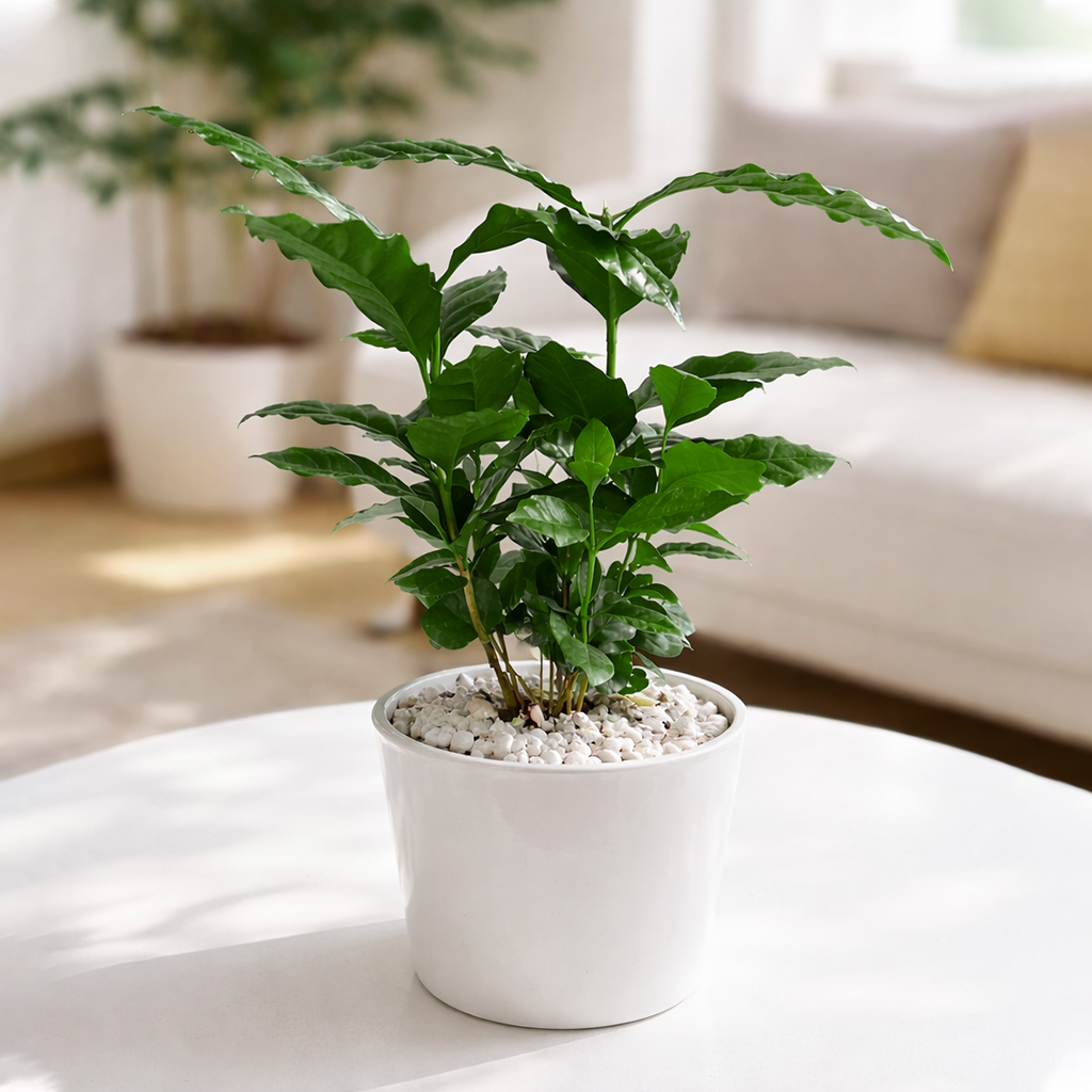 Coffea arabica, coffee plant in a pot, how to grow coffee plant indoors, easy to care houseplants
