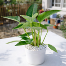 Philodendron Congo Green 6 inch for sale online, Rare foliage plant for home office decor, Fast-growing plant with a striking glossy heart-shaped foliage