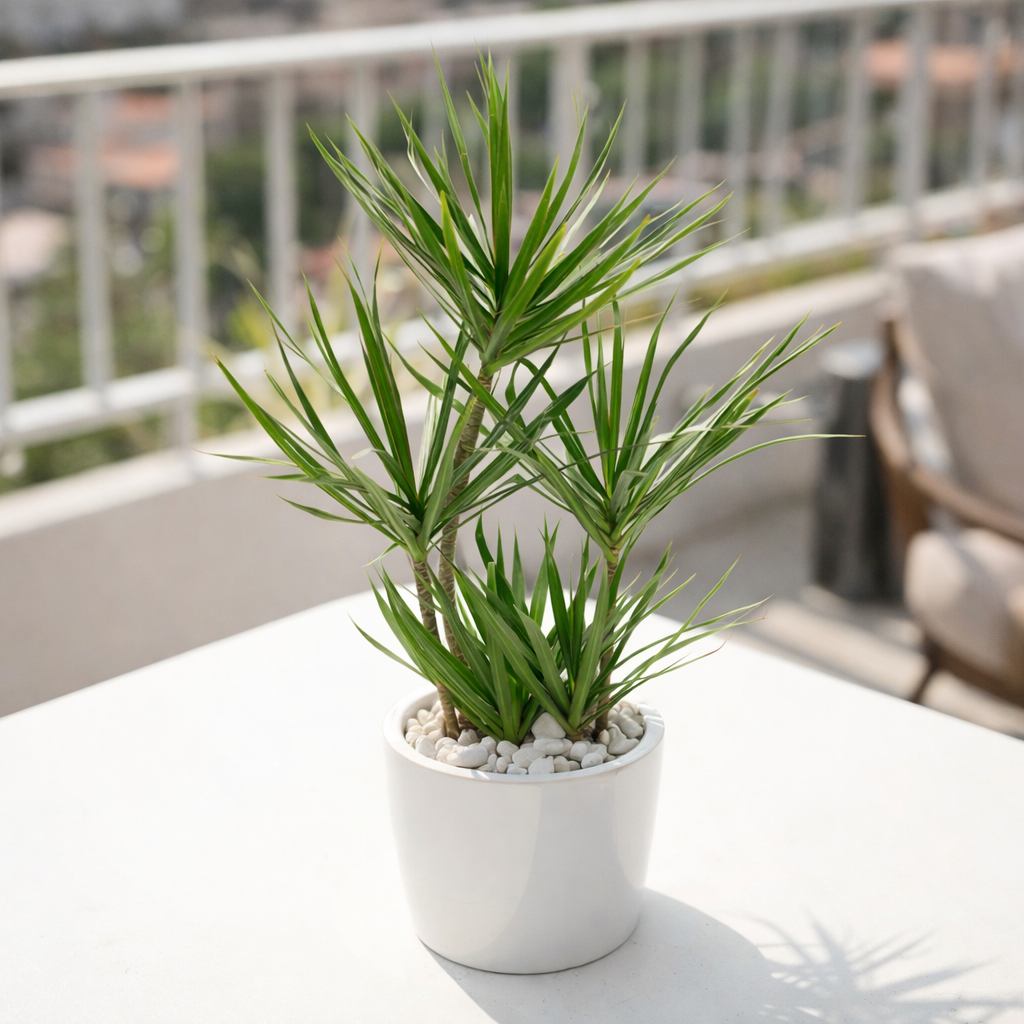 best online nursery california, Green Dracaena Marginata, Dragon Tree, how to care for Dracaena Marginata, easy to care for houseplant, air-purifying houseplant, houseplant for office
