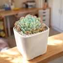 2 inch Echeveria Pinwheel, colorful succulents, 2 inch indoor succulents for sale, buy Echeveria Pinwheel online