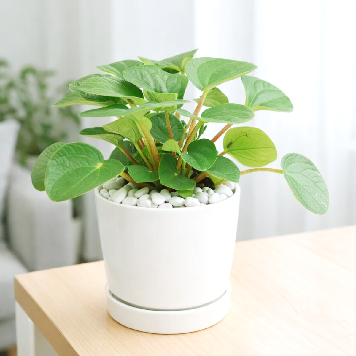 Peperomia Rana Verde, Ripple Peperomia, semi-succulent houseplant, easy to care for houseplant for beginners