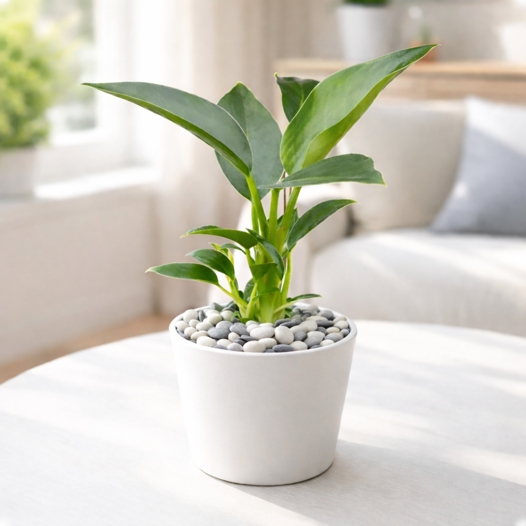 Philodendron Congo Green 6 inch for sale online, Rare foliage plant for home office decor, Fast-growing plant with a striking glossy heart-shaped foliage