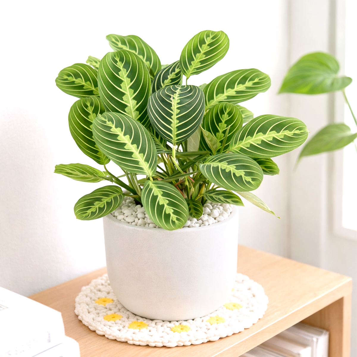 maranta lemon lime light, lemon lime maranta scientific name, maranta leuconeura lemon lime prayer plant, maranta lemon lime for sale, lemon lime maranta near me