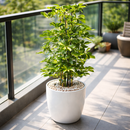 Variegated Schefflera Arboricola Dwarf Umbrella Tree Live Plant, Easy Care Indoor Tropical Plant, Air purifying variegated plants