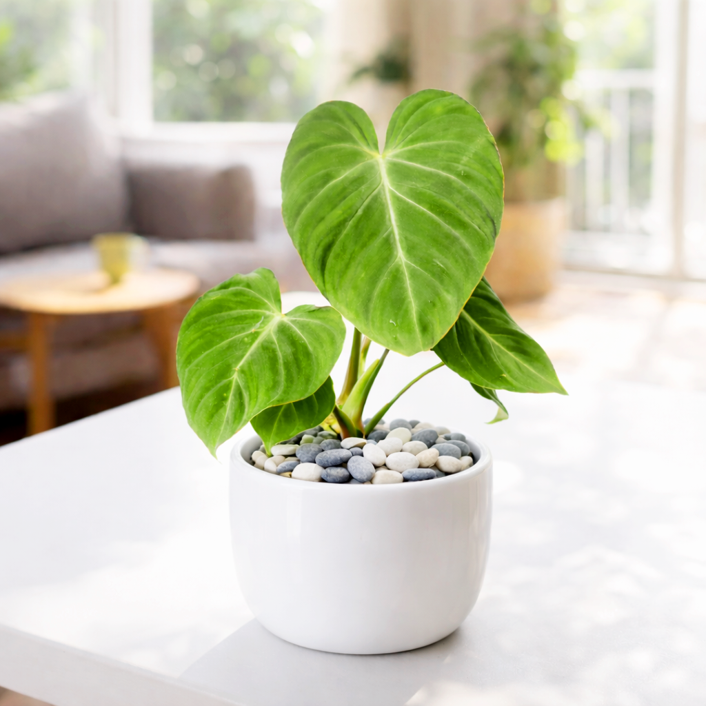 philodendron plant perk Philodendron Gloriosum Heart-shaped Leaves, Easy Care Indoor Plants