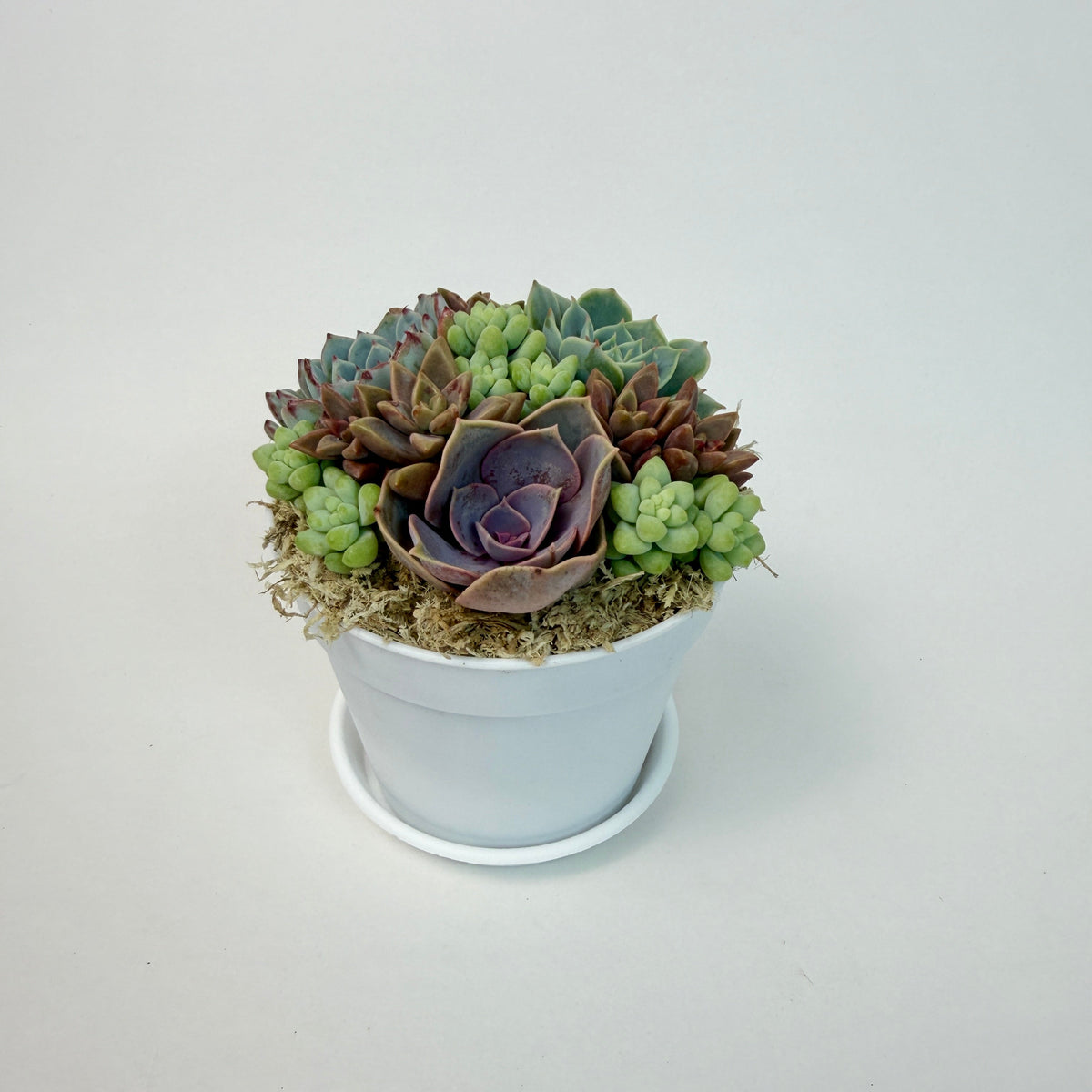 Front view of a vibrant succulent arrangement with 3 live rosettes and clustered donkey's tails nestled in natural sphagnum moss