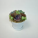 Close-up of a stunning purple rosette succulent surrounded by 10-12 green donkey's tails in a white plastic pot