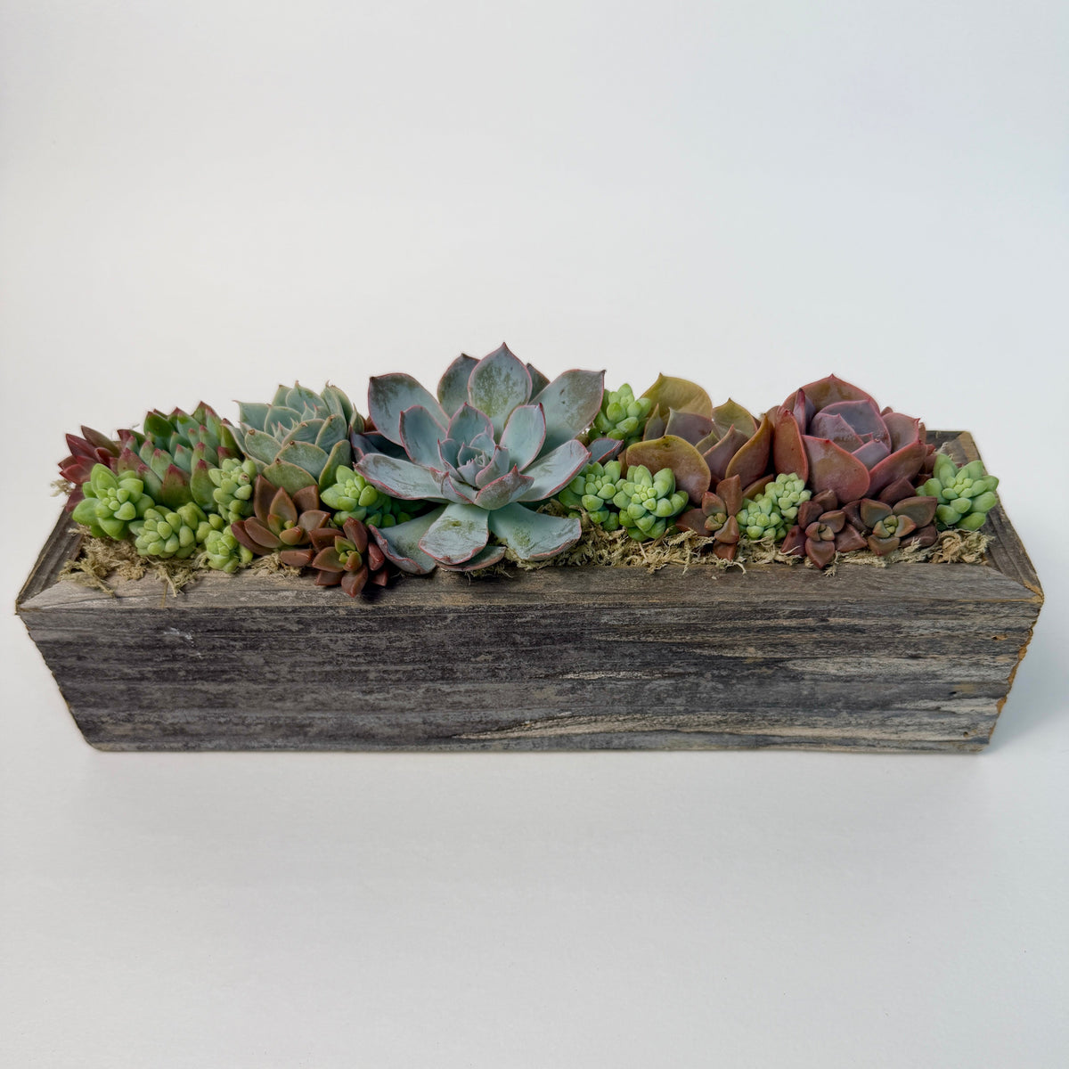 A beautiful live succulent arrangement centerpiece in a textured gray reclaimed wooden box, ideal for home or wedding decor