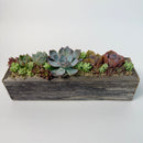 A stunning rectangular reclaimed wood box planter holding 5 live rosette succulents and 15-20 mini fillers on a clean white background