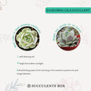 How to make succulents change color, How to grow colorful succulents, echeveria, echeveria succulent, echeveria types, succulent echeveria, buy succulents online, succulent shop, succulent store, echeveria plant, indoor succulents