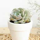 buy succulents online, succulent shop, succulent store, echeveria plant, indoor succulents