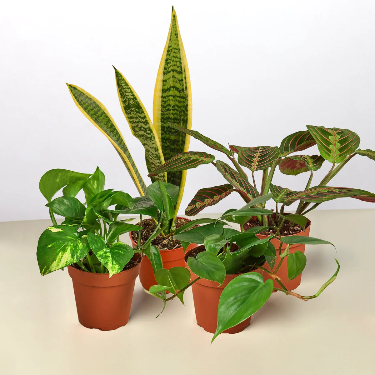 6" bundle low light bundle live houseplant for sale, lush mixed tropical houseplants with variegated and solid green leaves, compact and cascading growth habits, tolerates dim indoor corners, easy care for busy city dwellers, a beautiful desk or floor display, ideal gift for plant lovers