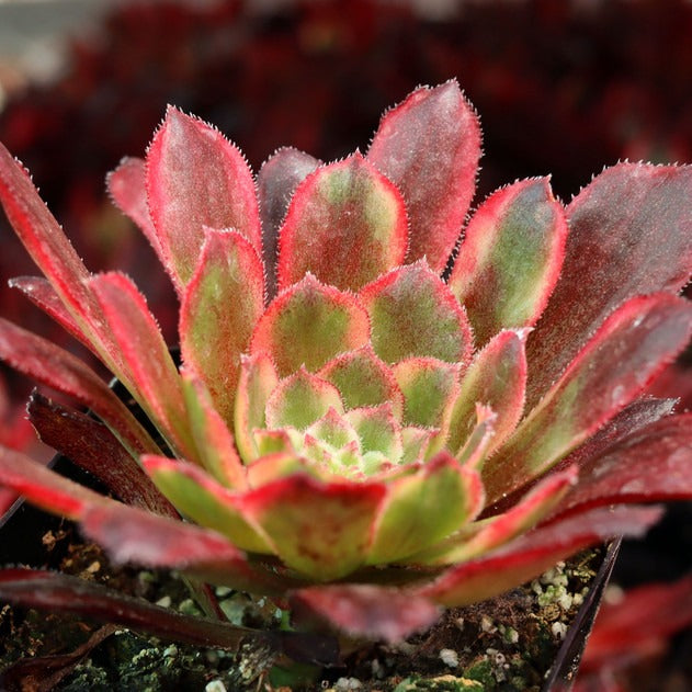 Aeonium Venus