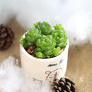 Mama Bear Pot for sale, Ceramic Pot for succulents and flowers, Modern style flower pot for sale, Succulent gift decor ideas