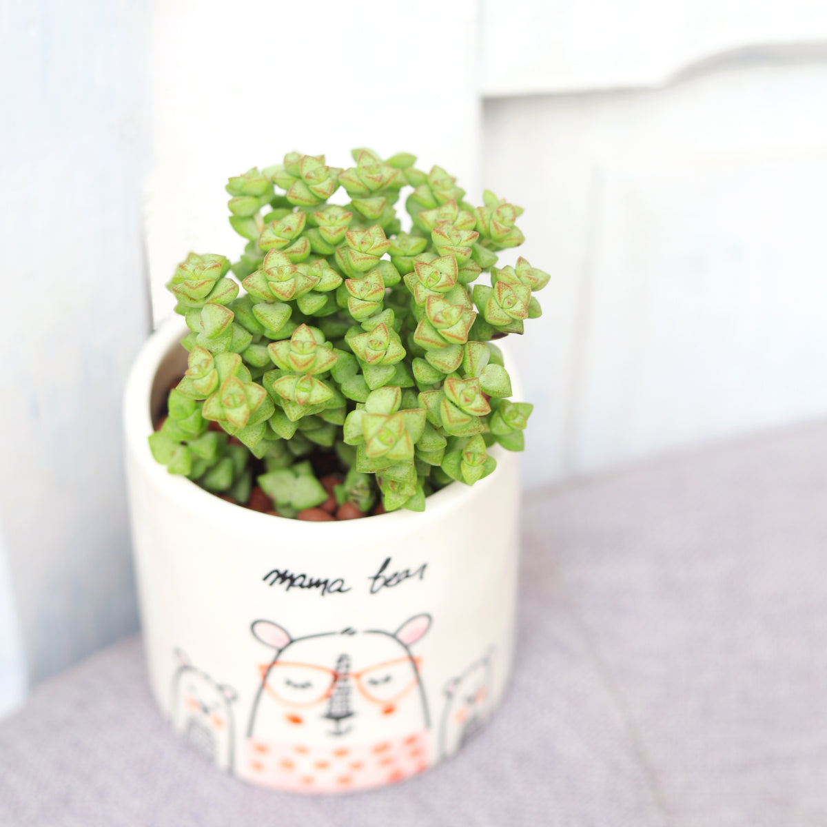 Mama Bear Pot for sale, Ceramic Pot for succulents and flowers, Modern style flower pot for sale, Succulent gift decor ideas