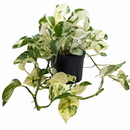 8 inch pothos manjula, large houseplants, best plants for beginners indoor, indoor plants for beginners