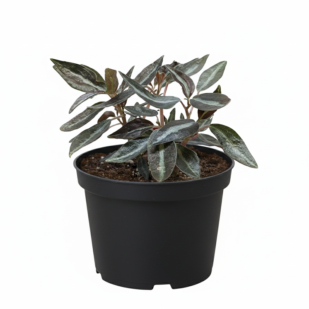 How to care for Peperomia Metallica, Peperomia Metallica plant delivery, Peperomia Metallica houseplant online, Rare Peperomia Metallica plant