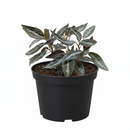 How to care for Peperomia Metallica, Peperomia Metallica plant delivery, Peperomia Metallica houseplant online, Rare Peperomia Metallica plant