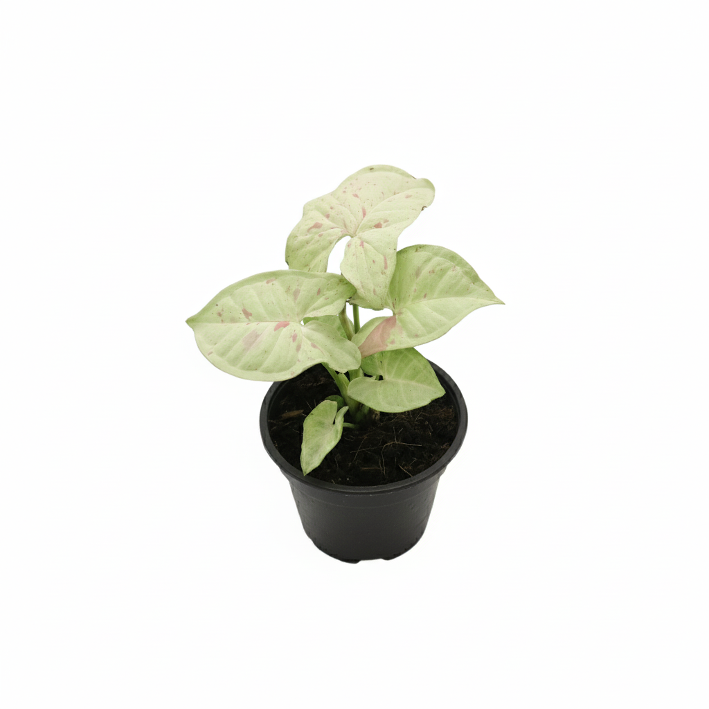 syngonium milk confetti plant, 4 inch syngonium milk confetti plant, syngonium milk confetti plant for sale, buy syngonium milk confetti plant online, syngonium milk confetti plant in ca
