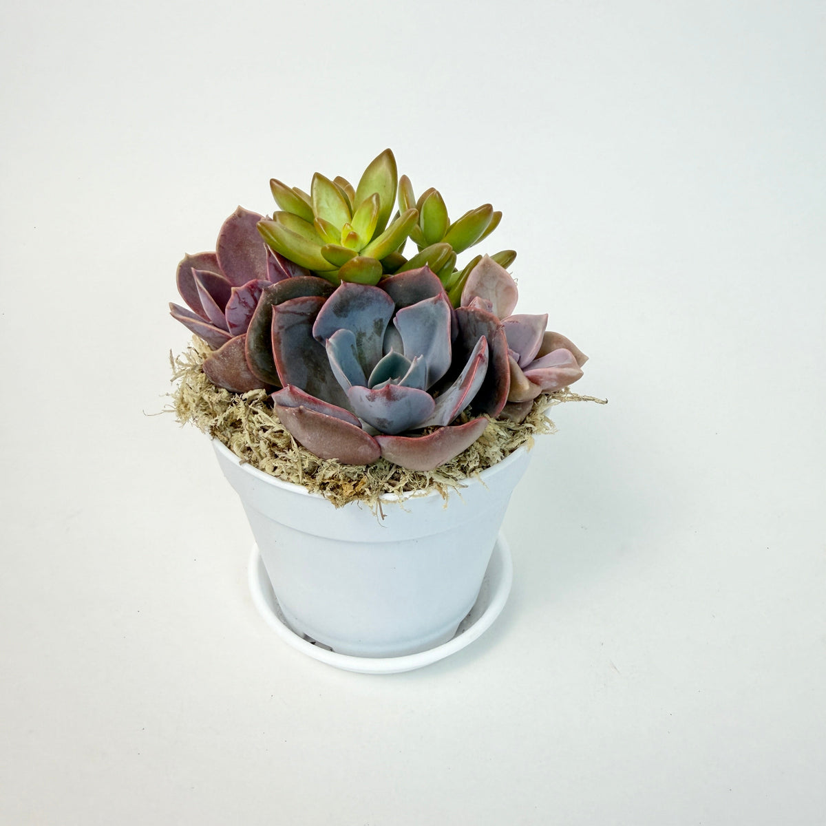 Full view of a minimalist 4-inch white plastic planter holding a colorful live succulent arrangement with a purple and orange palette