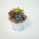 Full view of a minimalist 4-inch white plastic planter holding a colorful live succulent arrangement with a purple and orange palette