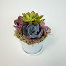Full view of a minimalist 4-inch white plastic planter holding a colorful live succulent arrangement with a purple and orange palette