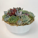 High angle view of a premium live succulent bowl arrangement in a white planter, showcasing the tight cluster of different varieties