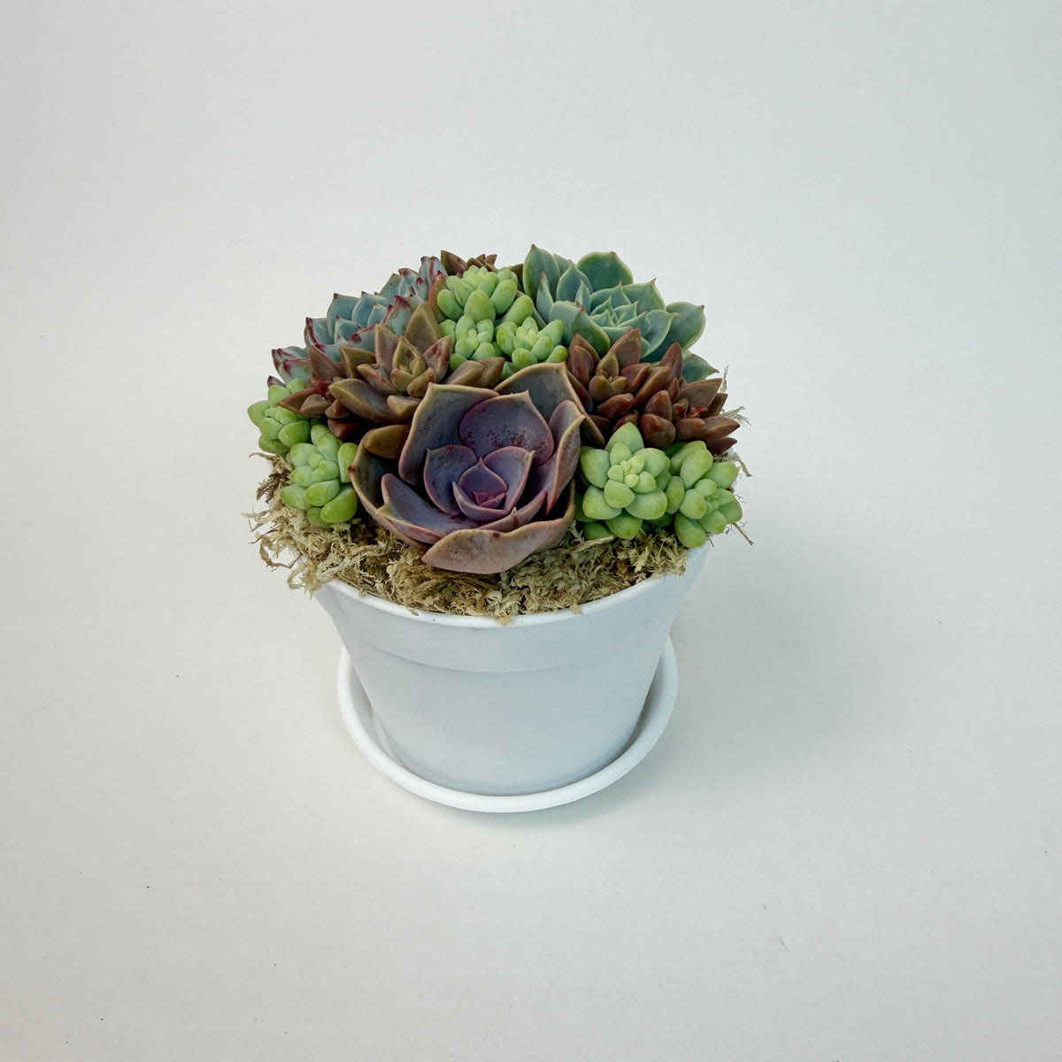Side angle view of a mixed live succulent planter showcasing purple rosette varieties and textured green donkey's tails