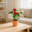 Potted red flower on a wooden coffee table in a living room