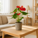 Potted red flower on a wooden coffee table in a living room