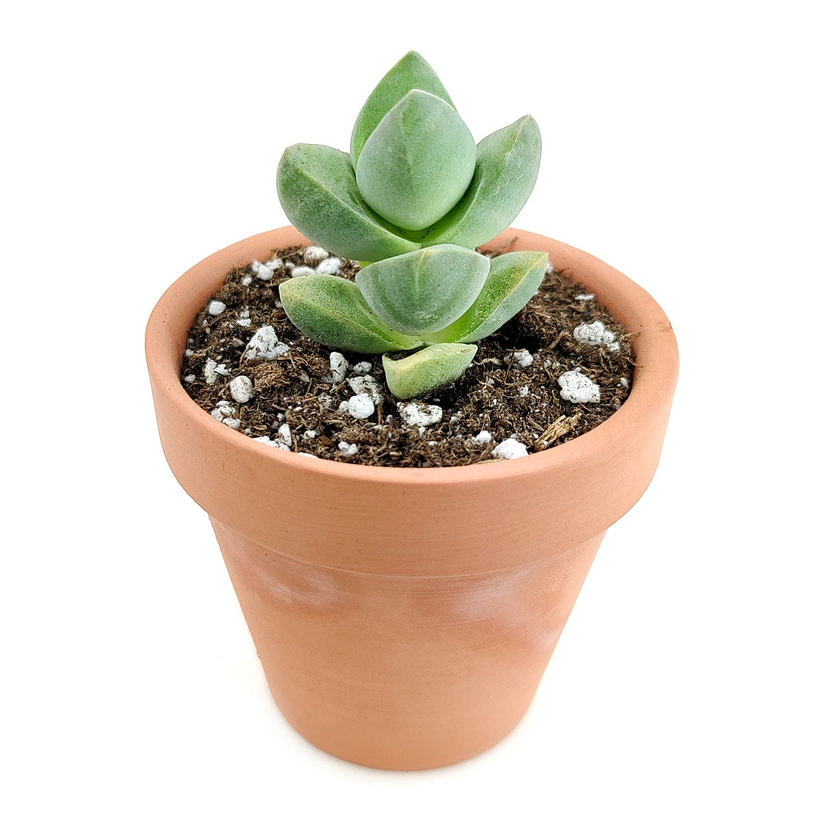 crassula moonglow succulent Crassula Moonglow Succulent for Sale