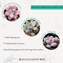 Pink Moonstones Pachyphytum Oviferum