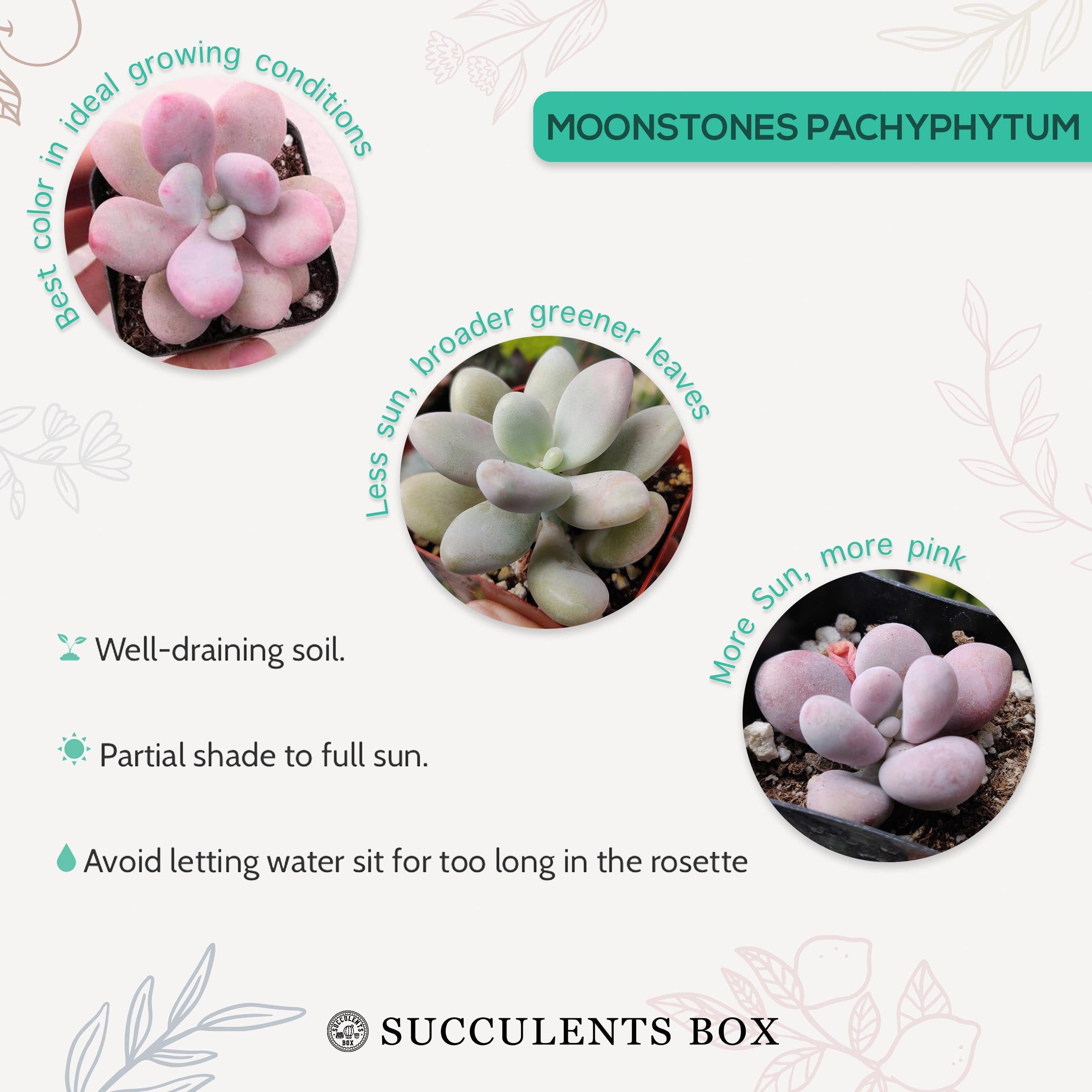 moonstone succulent colors Buy Moonstones Pachyphytum: A RARE Pink Succulent Gem 2 inch / White Modern Pot by Succulents Box