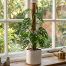 Buy 22 inch Moss Pole online, 22 inch moss pole for indoor climbing plants, moss pole for indoor plant training, natural moss pole 22 inch for climbing plant growth