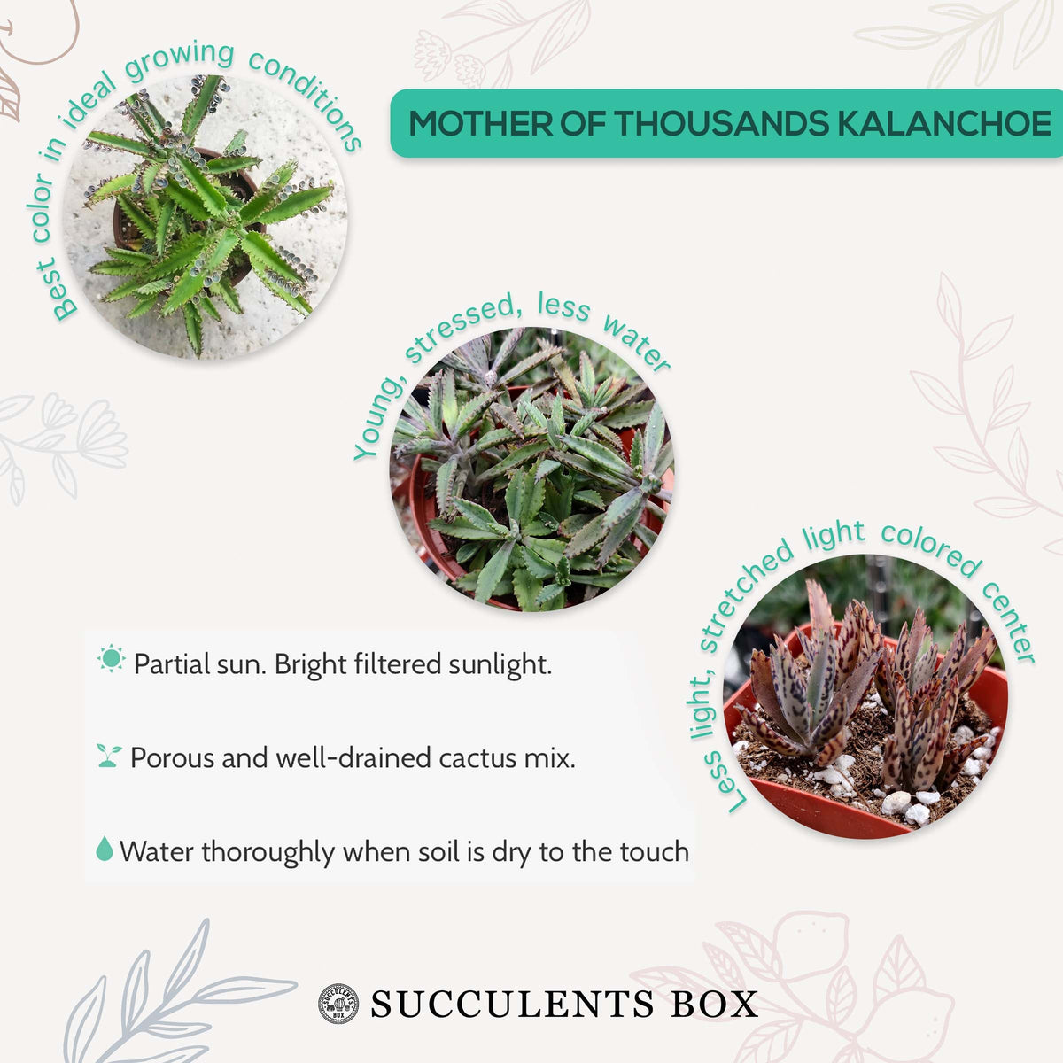 Mother of Thousands Kalanchoe, Rare succulents, succulent care, Succulents shop near me, Succulents, succulent care tips, cactus, monthly succulents, succulents store in CA, Mother of Thousands Kalanchoe in California, How to grow Mother of Thousands Kalanchoe