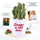 christmas cactus, thanksgiving cactus, how to care for a christmas cactus, thanksgiving cactus care, Christmas Cactus Thanksgiving Cactus for sale