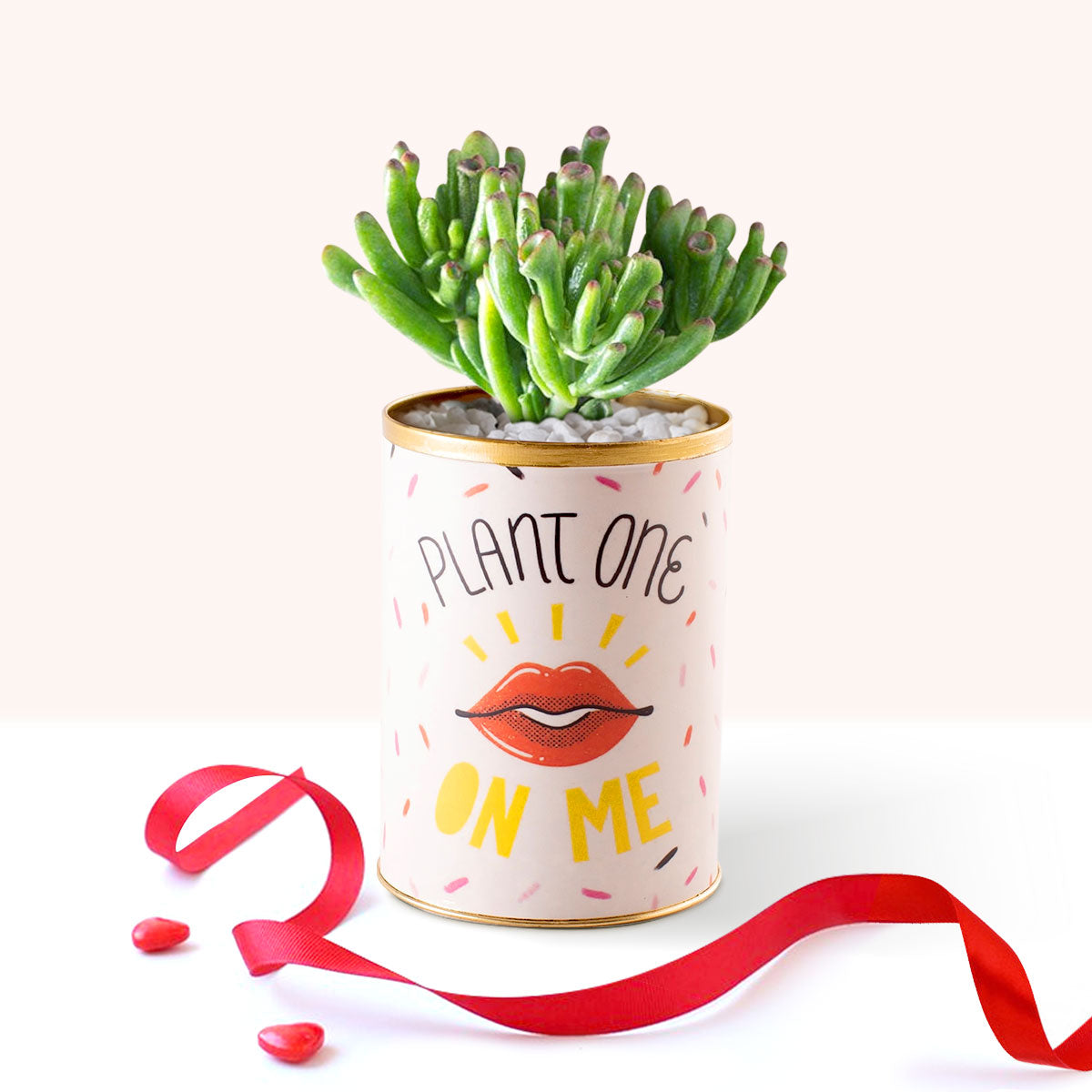 Gollum Jade Crassula in punny can for sale online, live succulent as gift