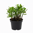 Crassula Ovata Obliqua Jade Plant in black plastic pot, Crassula Ovata Obliqua Jade Plant for sale, buy Crassula Ovata Obliqua Jade Plant online