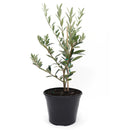 Olive Topiary Tree