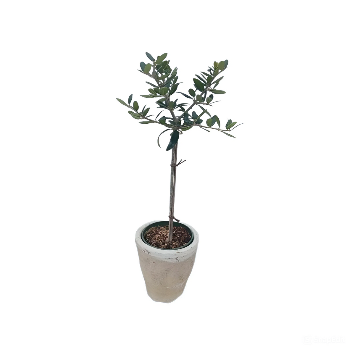 Olive Topiary Tree