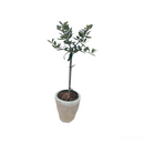 Olive Topiary Tree