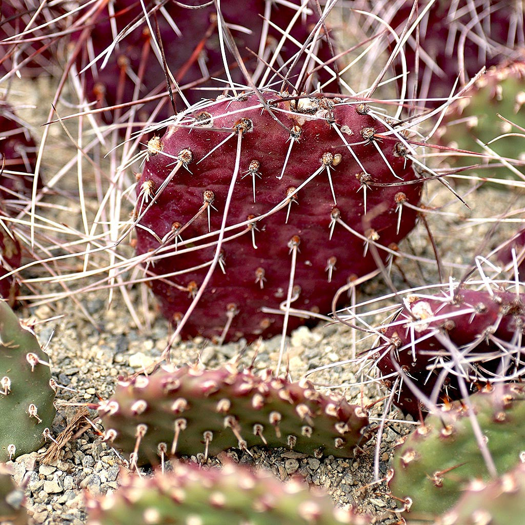 buy opuntia 'dark knight' live cactus 2 inch online, deep purple-black paddle-shaped stems with dramatic dark coloration, compact clustering growth form with velvety textured joints, striking ornamental foliage that deepens in bright light, drought tolerant and minimal watering requirements, perfect modern shelf accent, rare collector plant gift idea