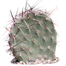 buy opuntia 'dark knight' live cactus 2 inch online, deep purple-black paddle-shaped stems with dramatic dark coloration, compact clustering growth form with velvety textured joints, striking ornamental foliage that deepens in bright light, drought tolerant and minimal watering requirements, perfect modern shelf accent, rare collector plant gift idea