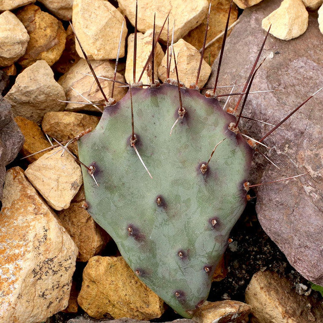 buy opuntia 'goldie rita' (3-5") live cactus 3-5 inch online, golden-yellow paddle-shaped segments with vibrant warm tones, compact upright growth form with soft spineless texture, heat and drought tolerant succulent requiring minimal watering, easy care low-maintenance cactus perfect for beginners, ideal bright sunny windowsill accent, rare golden cactus gift for collectors and plant enthusiasts