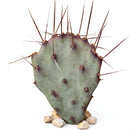 buy opuntia 'goldie rita' (3-5") live cactus 3-5 inch online, golden-yellow paddle-shaped segments with vibrant warm tones, compact upright growth form with soft spineless texture, heat and drought tolerant succulent requiring minimal watering, easy care low-maintenance cactus perfect for beginners, ideal bright sunny windowsill accent, rare golden cactus gift for collectors and plant enthusiasts
