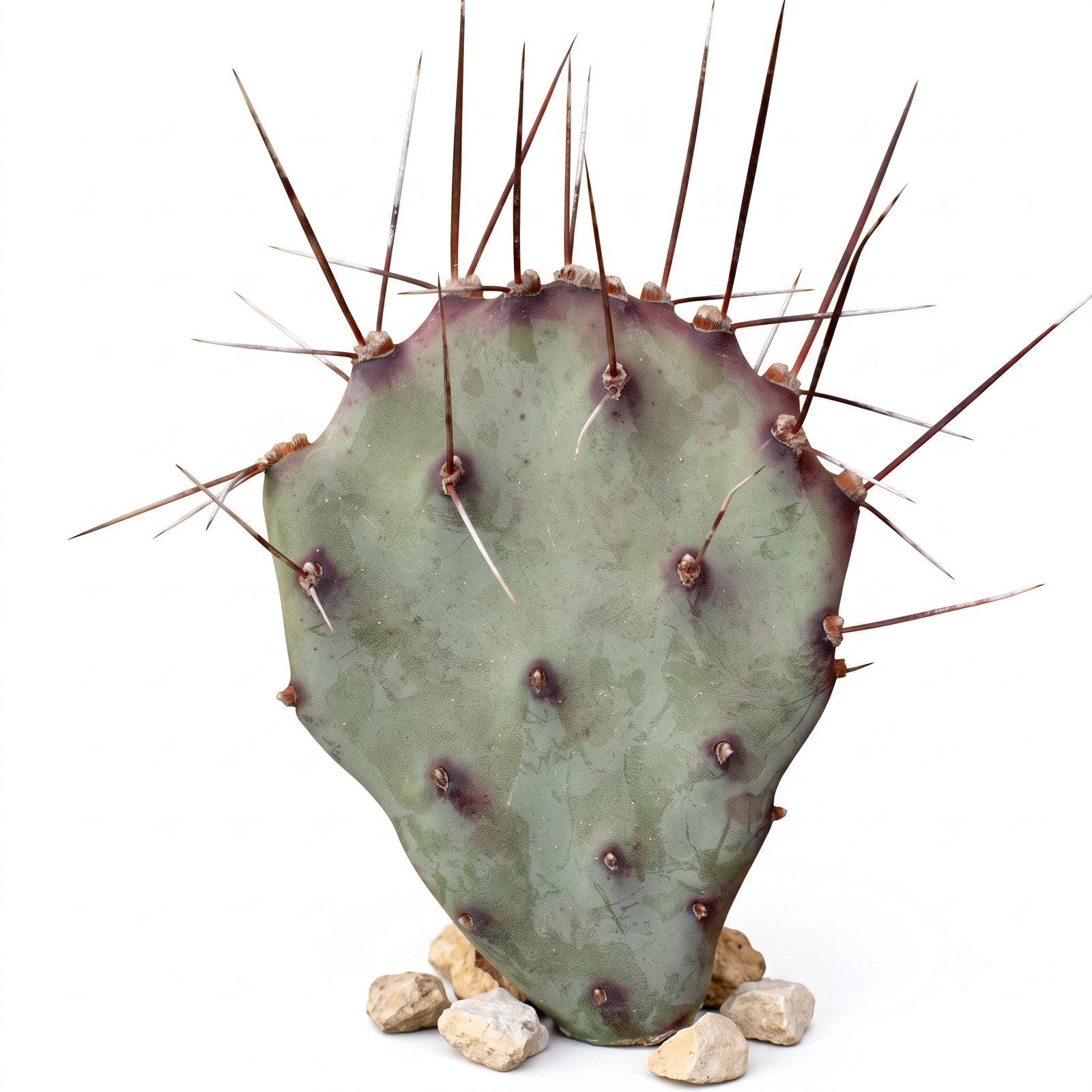 buy opuntia 'goldie rita' (3-5") live cactus 3-5 inch online, golden-yellow paddle-shaped segments with vibrant warm tones, compact upright growth form with soft spineless texture, heat and drought tolerant succulent requiring minimal watering, easy care low-maintenance cactus perfect for beginners, ideal bright sunny windowsill accent, rare golden cactus gift for collectors and plant enthusiasts