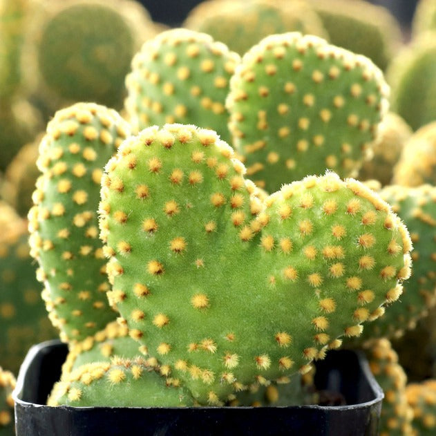 Opuntia microdasys f. monstrosa'Crazy Bunny Ears Cactus